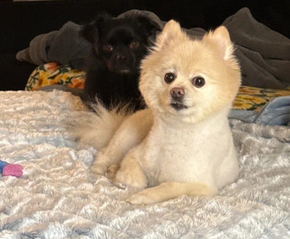 Two small dogs lying on a bed.