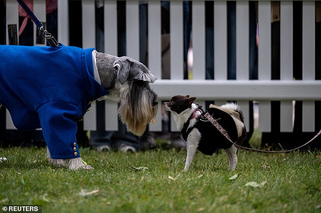 Kiss for good luck: A Schnauzer and Chihuahua put their differences aside ahead of the Best Bridgerton Lookalike competition