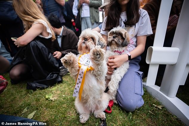 Victory dance! Adorable pooches celebrate their wins following the results of the competition