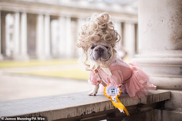 The popular event featured numerous exciting activities ranging from an Urban Food Festival and Artisan Market, to arts and crafts activities and even a dog-friendly afternoon tea (Pictured: Charlotte the French Bulldog who picked up second place in the Bridgerton Award)