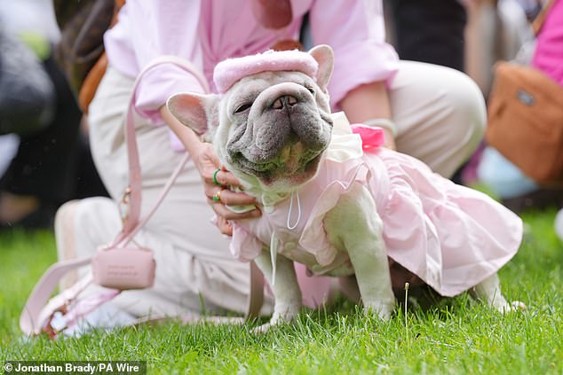 Welcome to 'all dogs, big and small, well-behaved or wonderfully mischievous', the eight hour-long event marks a unique opportunity for pooches to showcase their extravagant looks while also enjoying a range of gourmet pet bakeries
