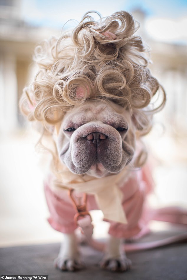 Dressed to impress - Charlotte the French Bulldog poses in her Bridgerton themed outfit fit with a traditional French aristocracy wig