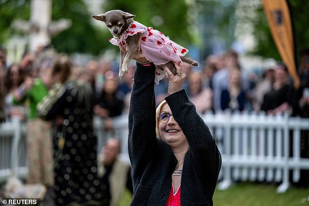 Pictured: a proud owner holds up their Chihuahua, competing in the show, dressed in a heart-covered pink dress