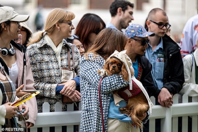A competing spaniel waits anxiously for his time in the spotlight during the competitive contest