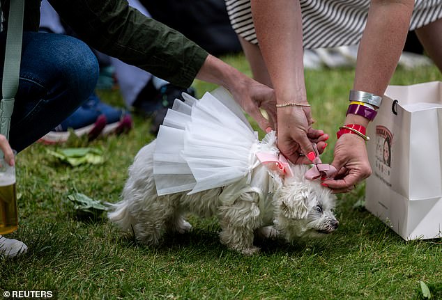 Beauty is pain - a dog pictured having a bow attached to their head by their owner during the Best Bridgerton Lookalike competition