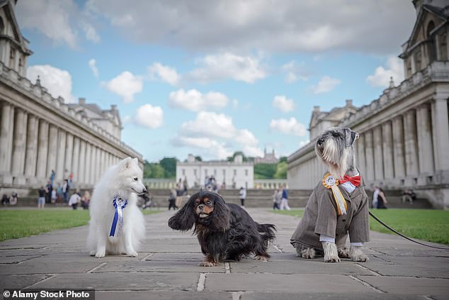 Gorgeous white and fluffy Finn (pictured left) took home first place in the Best in Show category. A prestigious award given to the overall winner of the competition, the prize acts as a culmination of all of the individual category winners and judges' choices