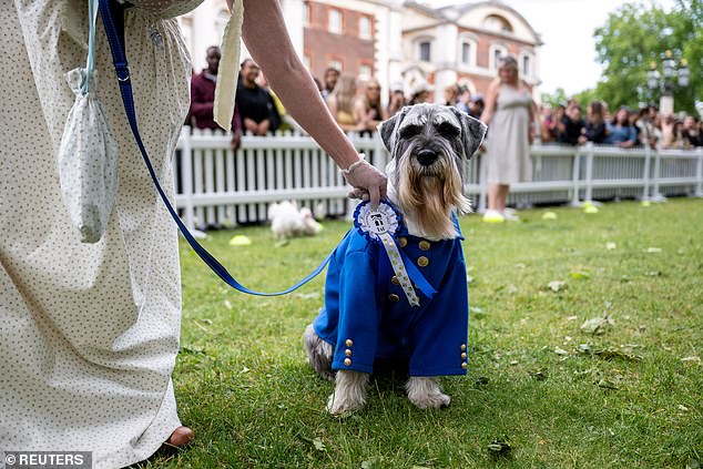 With up to 30 dogs allowed to compete per class, entry to the infamous show is increasingly competitive, with participants, alongside spectators, eager to soak up the atmosphere of the fun loving competition