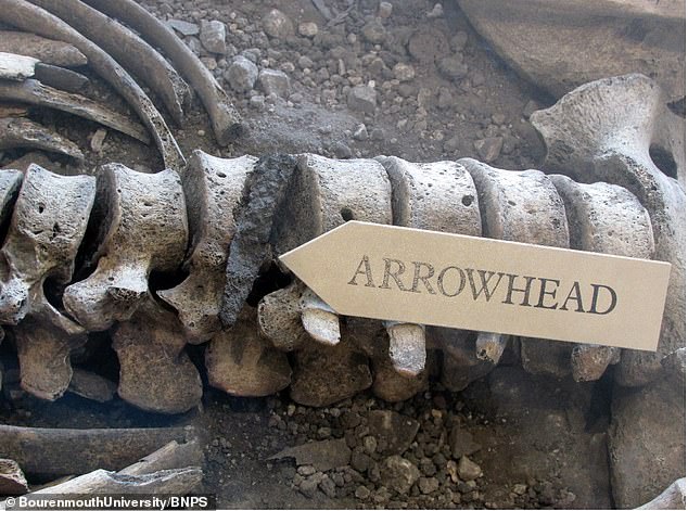 In 1936 dig director Sir Mortimer Wheeler suggested the deaths were the result of a 'furious but ultimately futile defence of the hillfort against an all-conquering Roman legion'
