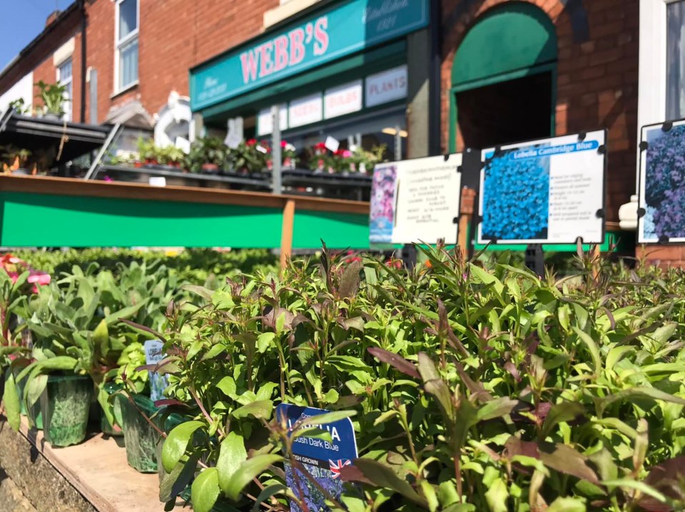 Lobelia plants for sale at Webb's of Bearwood.