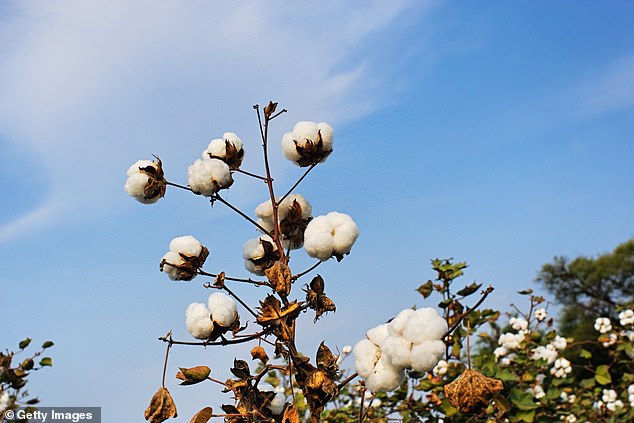 Pesticides such as these end up in period products after being used to grow cotton, which is the main ingredient in tampons (pictured: a cotton plant)