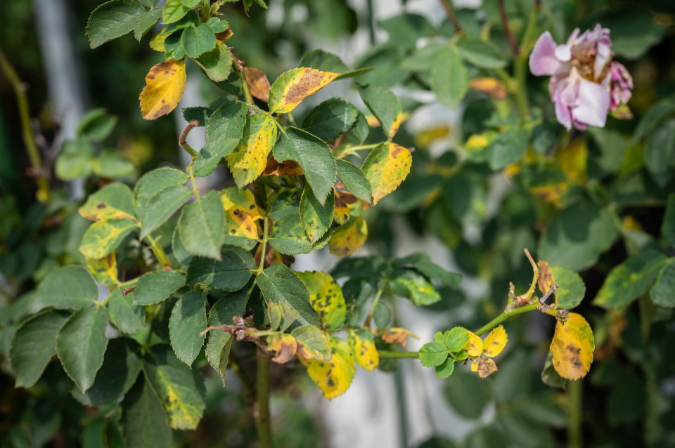 Rose leaves with black spots and yellowing.