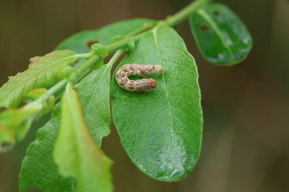 Mottled umber caterpillar on a leaf.
