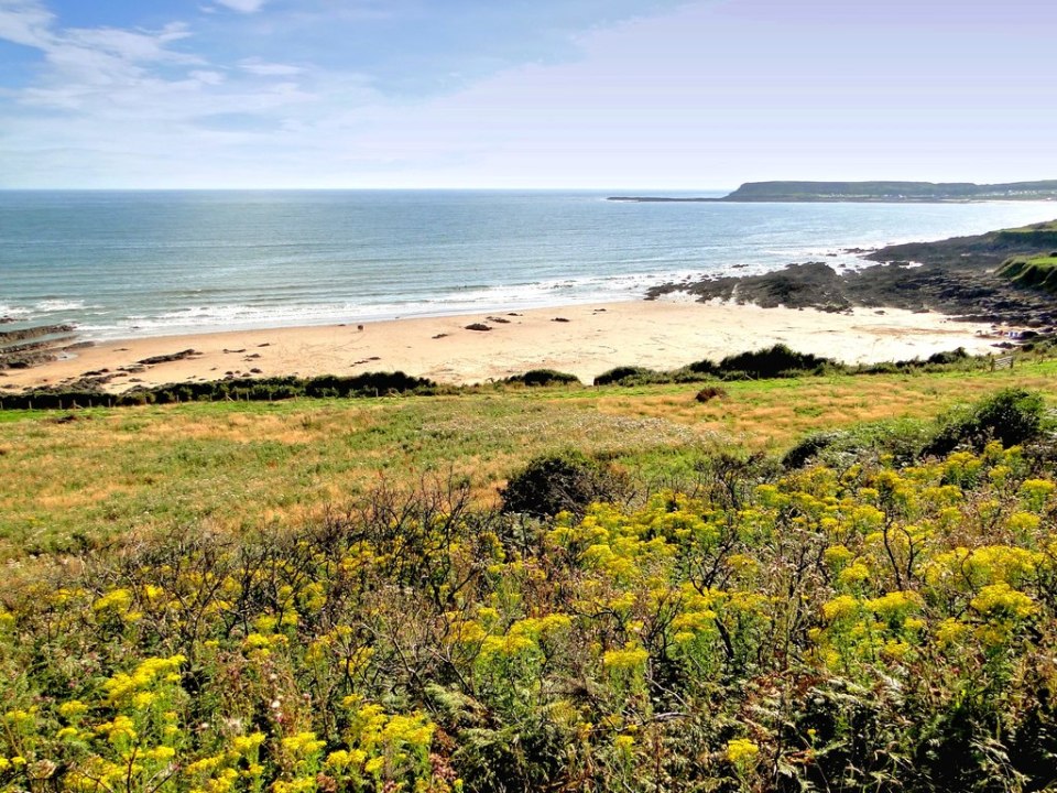 Sandy beach and rocky coastline viewed from a grassy hillside with yellow wildflowers.