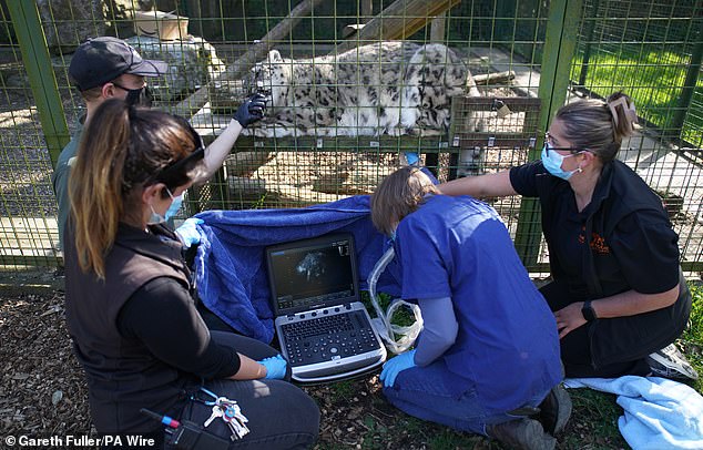The adorable cub was born at The Big Cat Sanctuary to mum Laila on May 10