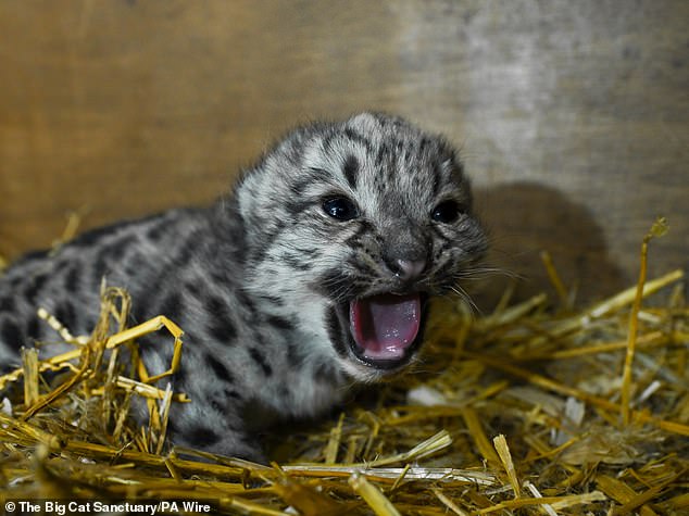 The snow leopard weighed just 630g (1lb 6oz) at her first health check when she was five days old