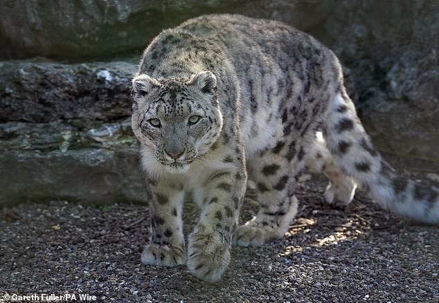 Her successful birth follows months of work by primary trainer Simon Jackaman, who built up a trusting relationship with the big cat