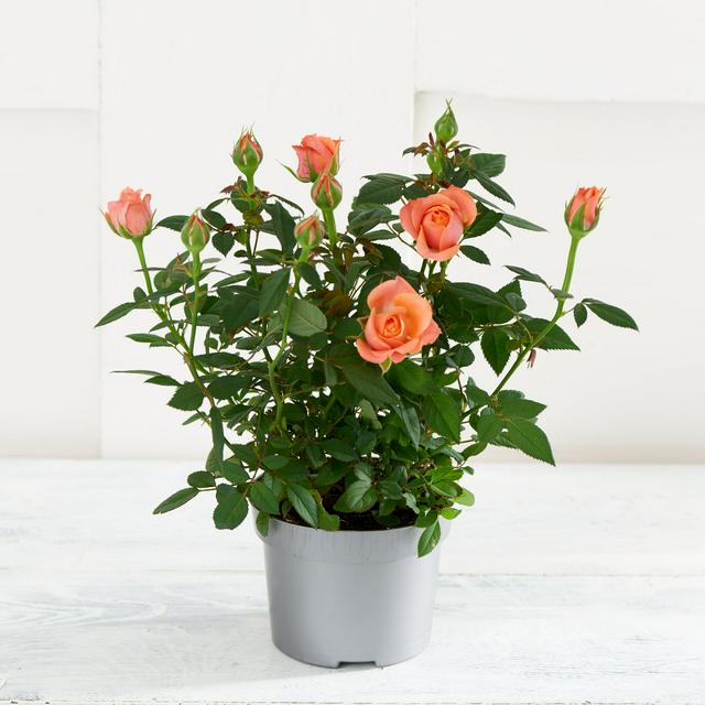 Miniature rose plant in a gray pot.