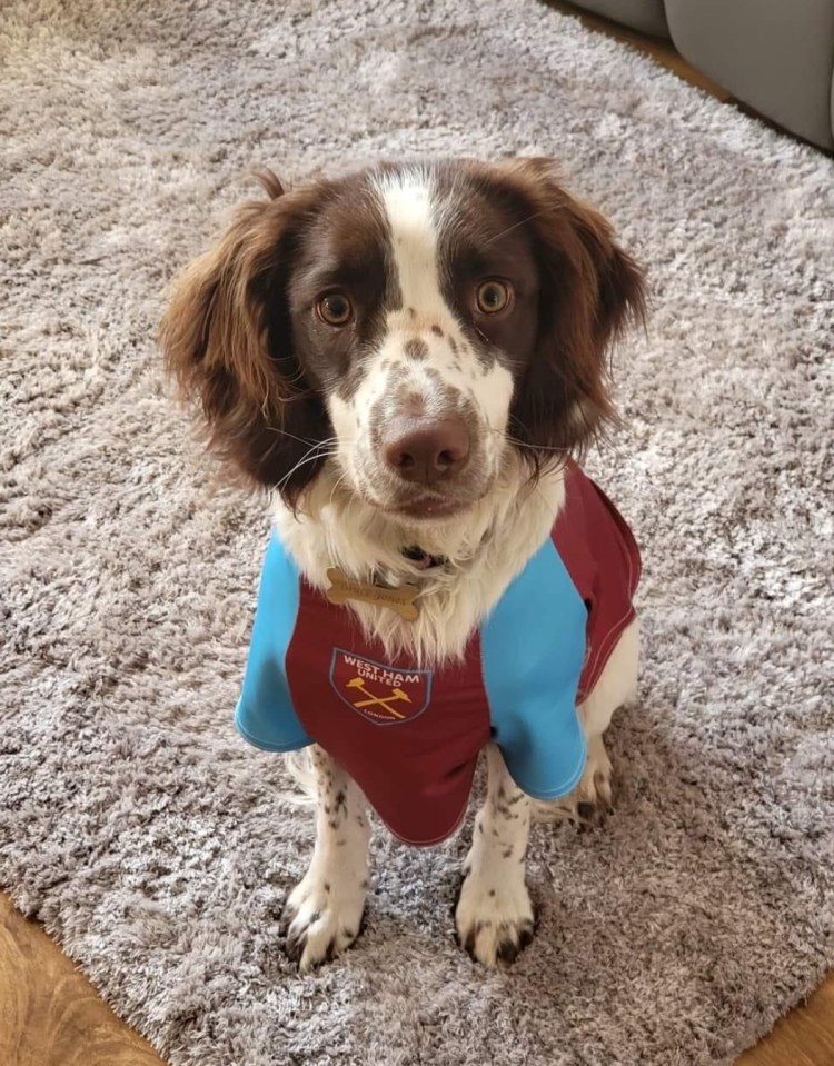 Spaniel wearing a West Ham United jersey.