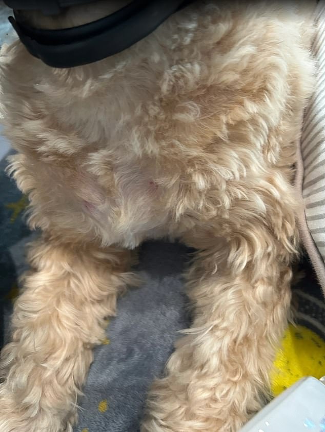 A photo of Krasne's dog who allegedly came back from their standard grooming appointment with razor-inflicted cuts on their chest and stomach. She also alleged that the company never mentioned anything about the wounds