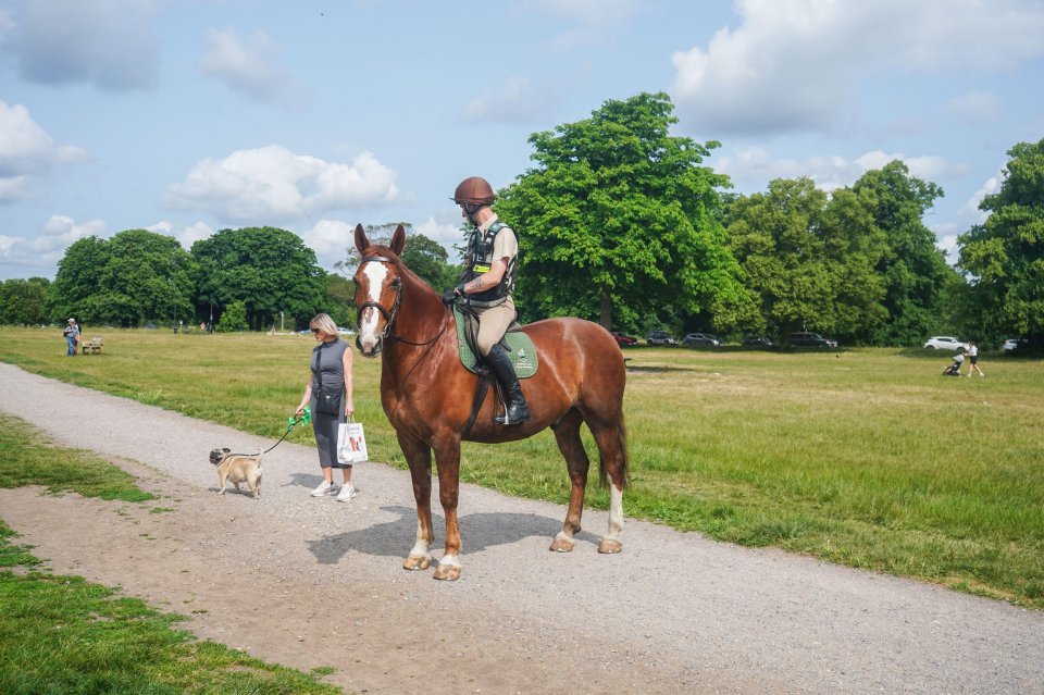 Horse rider on Wimbledon Common.