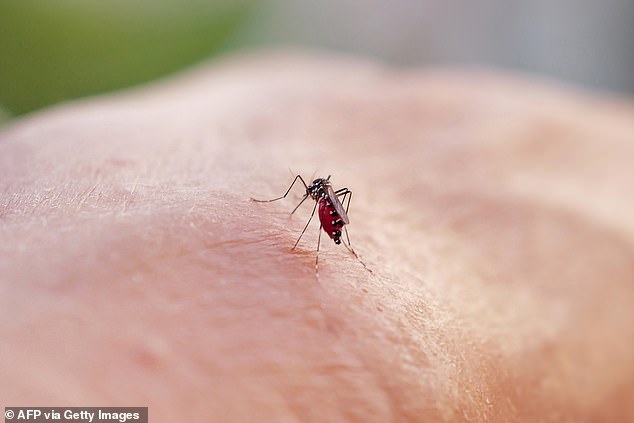 Why has nobody found a way to end the misery of mosquito bites?