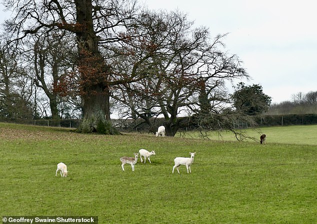 The deer park at Bucklebury Farm Park Shop. The 72-acre Berkshire estate is £807,543 in debt