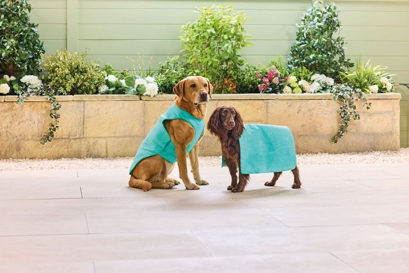 Two dogs wearing teal dog coats.
