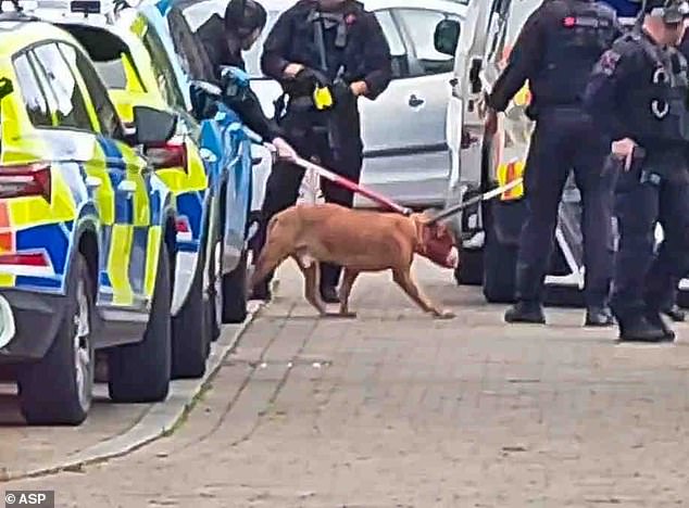 Police lead a dog into a police van after it attacked a baby, her mother and grandfather in Denton, Greater Manchester on Thursday