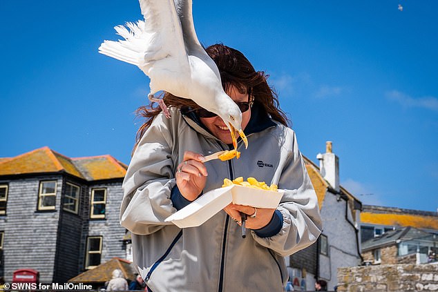 ST IVES: MailOnline has tested advice from Britain's top seagull experts on how to avoid being targeted by the militant birds on holiday