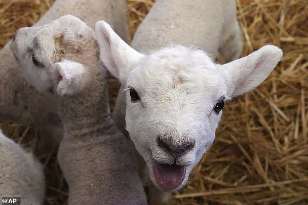 There are now 74 cases linked to lamb and calf petting sessions at Cowbridge Farm Shop. Treatment is typically not required but those infected are required to stay off work or school until they have been free from these symptoms for at least 48 hours