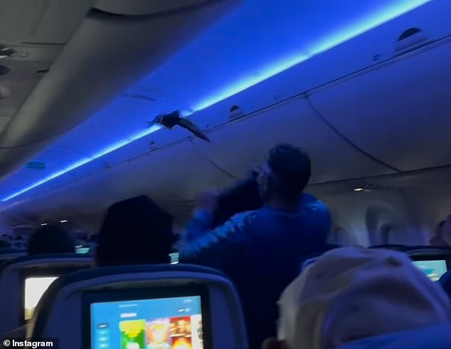 A pair of pigeons startled passengers on board a Delta flight on Saturday night after they somehow got onboard