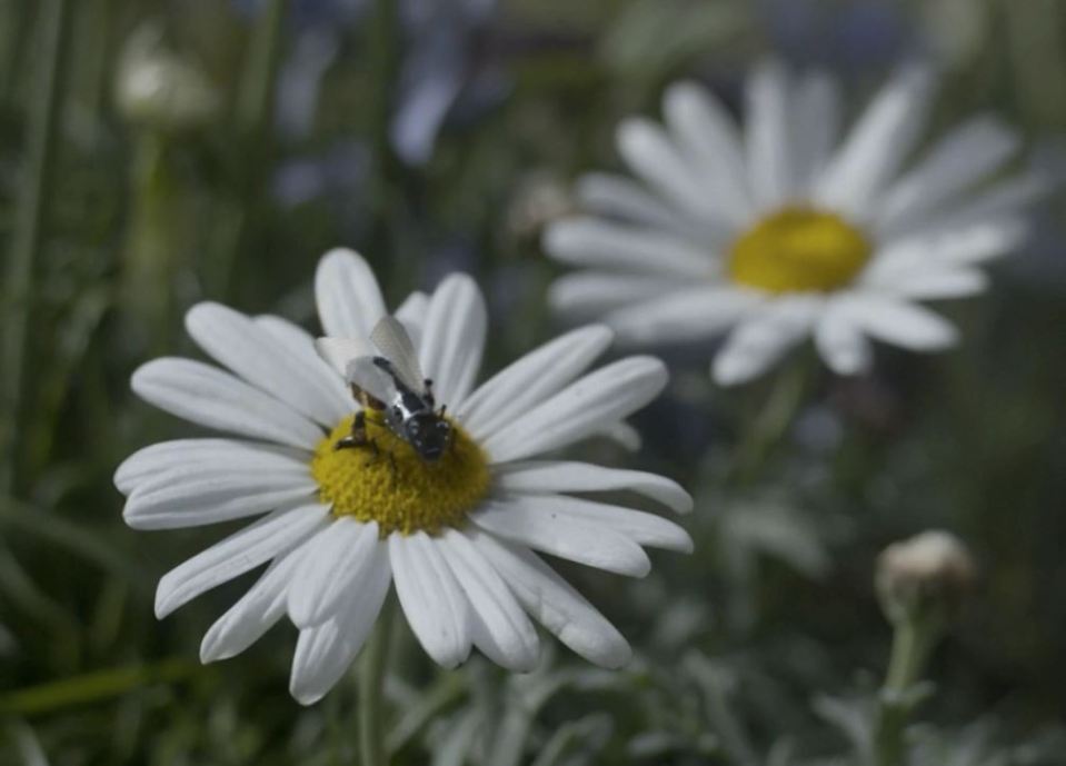 Insect on a daisy.