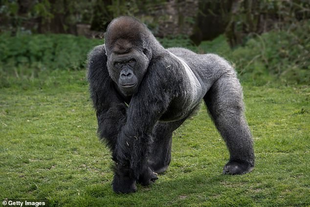 With one hand, a silverback can exert a grip force of 1,300lb, enough to mulch a human skull like a ripe mango
