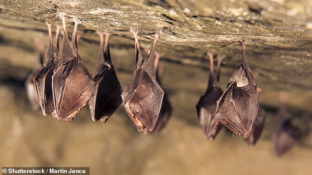 Previous research has identified horseshoe bats as a reservoir of coronaviruses and the likely original source of SARS-CoV-2 (stock)