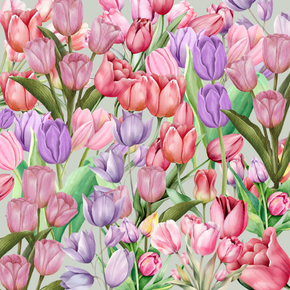 Illustration of pink and purple tulips.