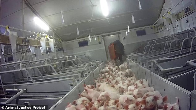 Secret recordings obtained exclusively by this newspaper show a horrific catalogue of animal abuse carried out by sadistic workers