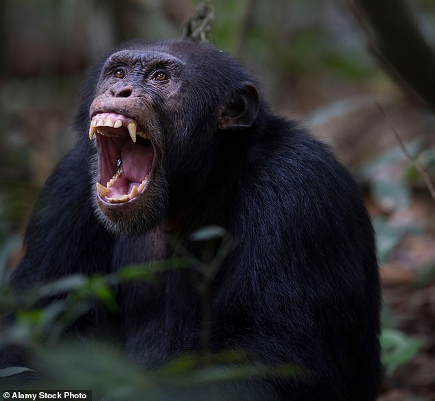 A famous tool-using chimpanzee ripped a baby girl from her mother's arms before taking her into the forest to butcher her and harvest her organs (Jeje, one of the chimpanzees in Bossou, Guinea, pictured yawning in December 2017)