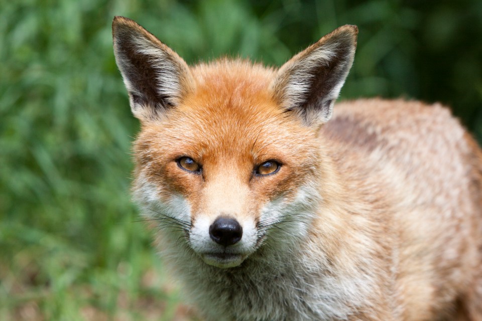 Close-up of a red fox looking at the camera.