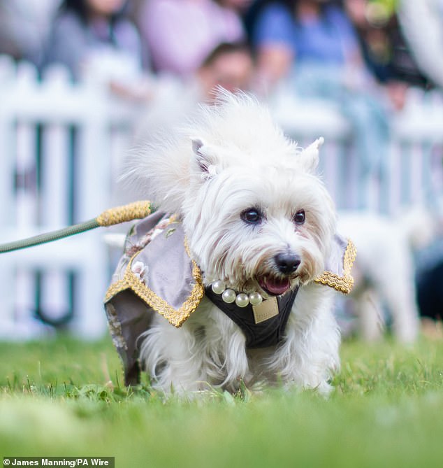 A white fur baby was seen adorning a glamorous pearl necklace (pictured), while others showcased white veils