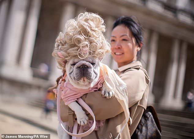 Pictured: Charlotte the French Bulldog poses with her owner after entering the Bridgerton award during the annual Greenwich Dog Show hosted at the Old Royal Naval College on May 25