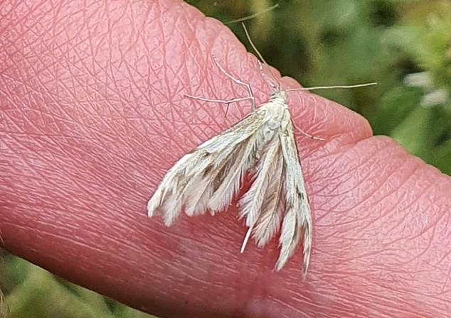The under-fire government claims it with help protect at-risk insects, including the Horehound Plume micro-moth (pictured)