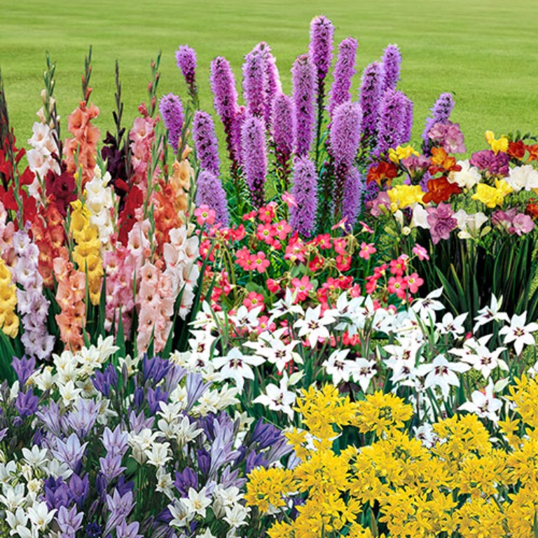 summer-bulbs-to-buy