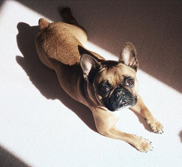 Nicola said it was after Nala's death that she 'understood' groomer Jony Ceballos was also to blame for the sudden death of Frankie (pictured) who began 'stumbling as if he had been sedated' after his routine grooming appointment