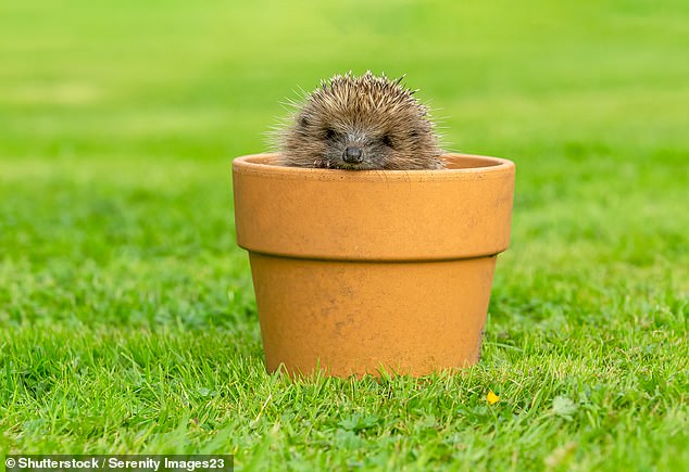 Help the hedgehog: There are steps you can take to make them feel at home in your garden