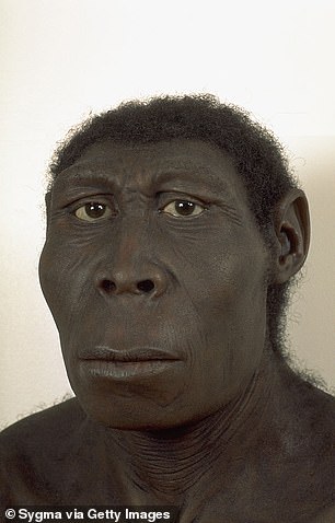 A reconstruction of Homo erectus shows the early human ancestor with its distinct upright build and strong features, reflecting its pivotal role in human evolution.