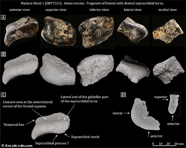 Buried under silt for 140,000 years, the skull was only recently confirmed as Homo erectus, reshaping what we know about early human life in Southeast Asia.