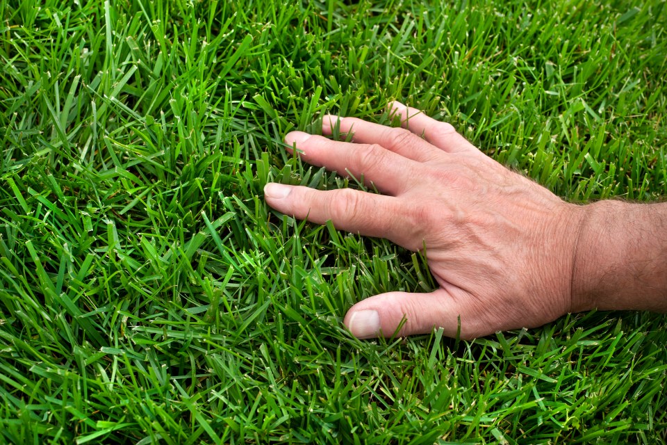 Hand resting on lush green grass.