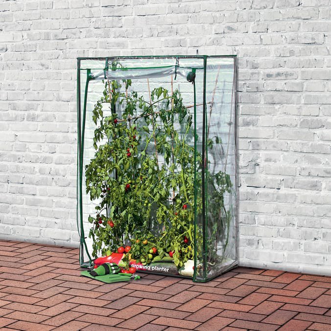 Tomato plants growing inside a Jardin tomato greenhouse.
