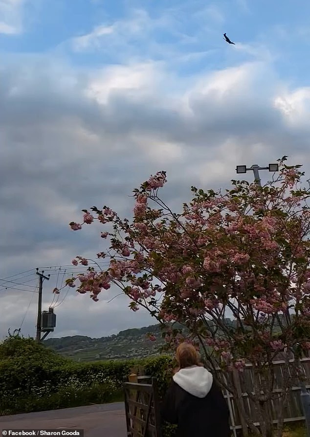 An anonymous witness saw the plane after it hit the earth told KentOnline : 'We were on our way home from shopping and saw another Spitfire circling