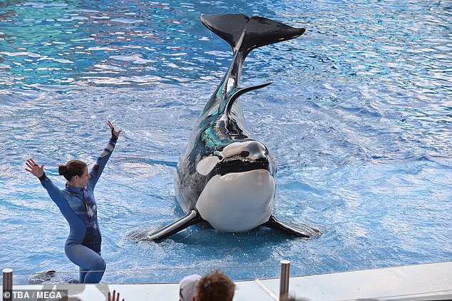 Tilikum (pictured), an orca at SeaWorld in Orlando, Florida, died in January 2017